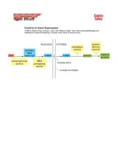 Control of Gene Expression ©1998 by Alberts, Bray, Johnson, Lewis, Raff, Roberts, Walter . http://www.essentialcellbiology.com Published by Garland Publishing, a member of the Taylor & Francis Group.  NUCLEUS