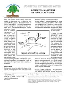 FORESTRY EXTENSION NOTES COPPICE MANAGEMENT OF IOWA HARD WOODS Many tree species found in Iowa forests are capable of resprouting from the stump or root