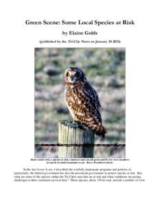 Green Scene: Some Local Species at Risk by Elaine Golds (published by the Tri-City News on JanuaryShort-eared owls, a species at risk, construct nests in tall grass and fly low over meadows in search of small m