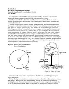 Forestry / Root / Tree / Taproot / Soil / Vegetation and slope stability / Root trainer / Plant roots / Botany / Biology