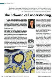 Neurons / Nervous system / Neuroanatomy / Neurophysiology / Glial cells / Schwann cell / Myelin / Nerve / Action potential / Biology / Neuroscience / Anatomy