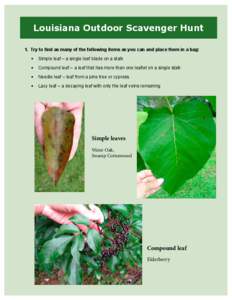 Louisiana Outdoor Scavenger Hunt 1. Try to find as many of the following items as you can and place them in a bag: •	 Simple leaf – a single leaf blade on a stalk