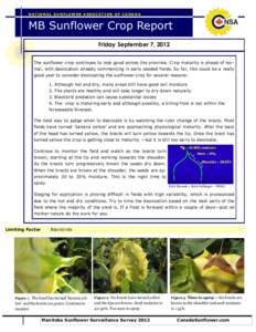 NATIONAL SUNFLOWER ASSOCATION OF CANADA  MB Sunflower Crop Report Friday September 7, 2012 The sunflower crop continues to look good across the province. Crop maturity is ahead of normal, with desiccation already commenc
