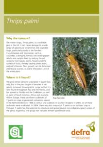 Thrips palmi Why the concern? The melon thrips, Thrips palmi, is a notifiable pest in the UK. It can cause damage to a wide range of glasshouse ornamental and vegetable crops, particularly plants in the families
