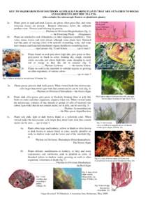 Red algae / Algae / Green algae / Brown algae / Plant / Coralline algae / Cyanobacteria / Lichen / Chlorophyta / Biology / Microbiology / Bacteria