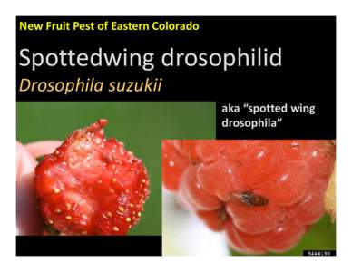 New Fruit Pest of Eastern Colorado  Spottedwing drosophilid Drosophila suzukii aka “spotted wing  drosophila”
