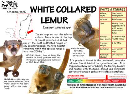 LINTON ZOO  DISTRIBUTION WHITE COLLARED LEMUR