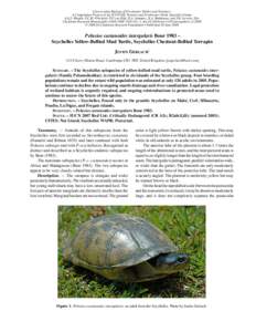 Pelusios castanoides intergularis Bour 1983 – Seychelles Yellow-Bellied Mud Turtle, Seychelles Chestnut-Bellied Terrapin