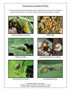 Common Garden Pests If you see any of these pests in the garden, please squash them and make a note in the garden journal. If there seems to be a massive invasion, please inform your garden coordinator. POTATO BEETLE and