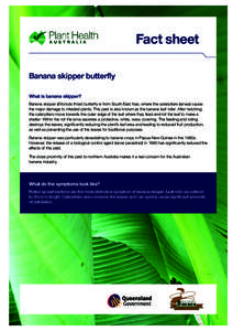 Fact sheet Banana skipper butterfly What is banana skipper? Banana skipper (Erionota thrax) butterfly is from South East Asia, where the caterpillars (larvae) cause the major damage to infested plants. This pest is also 