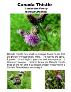 Canada Thistle Composite Family (Cirsium arvense) Canada Thistle has small, numerous flower heads that are purple or occasionally white. The leaves are spiny.