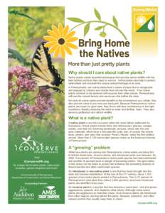 Sunny/Moist  Why should I care about native plants? Native plants create beautiful landscapes that provide native wildlife with the best habitat and food they need to survive. Native plants also help to protect