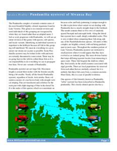 Species Profile:  Pundamilia nyererei of Mwanza Bay The Pundamilia complex of animals contains some of the most beautiful brightly colored organisms found in