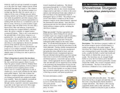 relatively small size and age at maturity in comparison to the other two larger sturgeon species found historically throughout its range (i.e. lake sturgeon and pallid sturgeon). The shovelnose matures at a younger age t