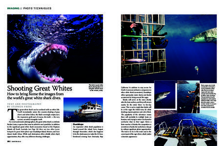 Shooting Great Whites  The trick to great white shark photography is to bring the animals close to the camera, safely.