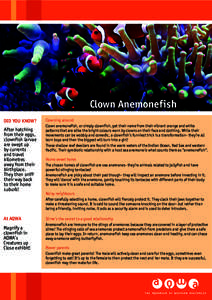Clown Anemonefish DID YOU KNOW? After hatching from their eggs, clownfish larvae are swept up