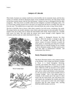 Ornamental trees / Juniper / Flora of North America / Native American cuisine / Juniperus virginiana / Juniperus occidentalis / Flora of the United States / Flora / Medicinal plants