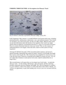STRIDING THROUGH TIME: An Investigation into Dinosaur Tracks  http://commons.wikimedia.org/wiki/File:Dinosaur_Ridge_tracks.JPG In the beginning of this semester, we studied different fossil preservation types, including 