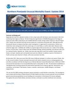 Courtesy: North Slope Borough Department of Wildlife Management  Ringed seal with sores on skin (left); seal with sores on eyes (middle); seal flipper lesions (right). Summary and Background Beginning mid-July 2011, elev