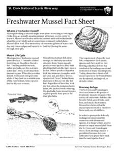 St. Croix National Scenic Riverway  National Park Service U.S. Department of the Interior  Freshwater Mussel Fact Sheet