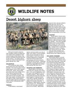 Geography of the United States / Desert bighorn sheep / Bighorn sheep / Yuma Desert / Kofa National Wildlife Refuge / San Andres Mountains / Ironwood Forest National Monument / Western United States / Ovis / Fauna of the United States