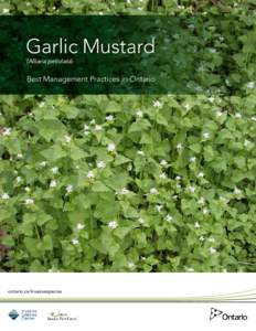 Garlic Mustard (Alliaria petiolata) Best Management Practices in Ontario  ontario.ca/invasivespecies