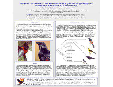 Phylogenetic relationships of the Red-bellied Grackle (Hypopyrrhus pyrohypogaster) inferred from mitochondrial DNA sequence data Andrés M. Cuervo1*, Carlos Daniel Cadena2, and Scott M. Lanyon3