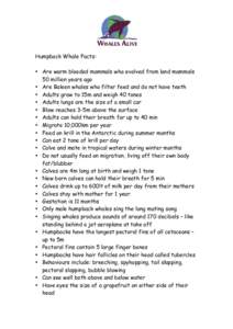 Humpback Whale Facts: • Are warm blooded mammals who evolved from land mammals 50 million years ago • Are Baleen whales who filter feed and do not have teeth • Adults grow to 15m and weigh 40 tones • Adults lungs
