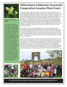 Yellowstone Celebrates Successful Cooperative Invasive Plant Event What’s the GYCC & GYA? The Greater Yellowstone