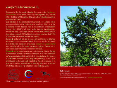Juniperus bermudiana L. Endemic to the Bermuda islands, Bermuda cedar (Juniperus bermudiana) is listed as ‘Critically Endangered (CR)’ in the IUCN Red List of Threatened Species. Few stands remain in undisturbed area