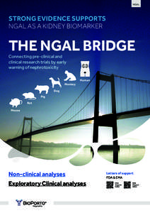 NGAL  STRONG EVIDENCE SUPPORTS NGAL AS A KIDNEY BIOMARKER  THE NGAL BRIDGE