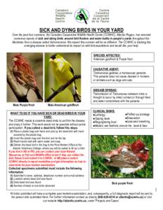 SICK AND DYING BIRDS IN YOUR YARD  Over the past four summers, the Canadian Cooperative Wildlife Health Centre (CCWHC), Atlantic Region, has received numerous reports of sick and dying birds around bird feeders and water