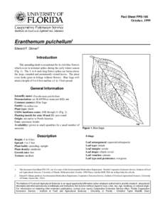 Fact Sheet FPS-195  October, 1999 Eranthemum pulchellum1 Edward F. Gilman2