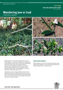 Department of Agriculture, Fisheries and Forestry Biosecurity Queensland Fact sheet NOT DECLARED PEST PLANT PP97  February 2014