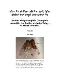 spotf ivµg frozoiPlw (frozoiPlw suzUkI) ibRitS kolµbIAw dIAW AµdrUnI d`KxI GwtIAW iv`c Spotted Wing Drosophila (Drosophila suzukii) in the Southern Interior Valleys of British Columbia Punjabi
