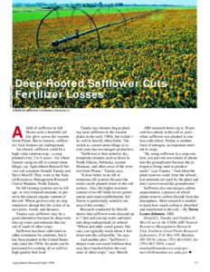 JACK DYKINGA (K7908-1)  Deep-Rooted Safflower Cuts Fertilizer Losses A field of safflower, Carthamus tinctorius L.