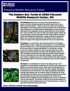 Patuxent Wildlife Research Center  The Eastern Box Turtle at USGS Patuxent Wildlife Research Center, MD The Challenge: Once common to forest and backyard habitats, the eastern box turtle (Terrapene carolina) has declined