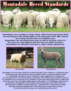Montadale Breed Standards  Montadales are a medium to large-sized, white-faced meat breed which was developed in the United States in the early part of the 20th Century by crossing Cheviot rams on Columbia ewes. Montadal