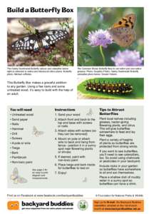 Butterflies / Pollinators / Swallowtail butterfly / Papilio anactus / Phyla / Protostome / Lepidoptera