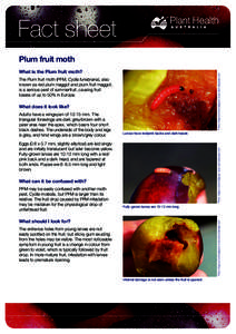 Fact sheet Plum fruit moth Photo: Magnus Gammelgaard. www.plant-diseases.com What is the Plum fruit moth? The Plum fruit moth (PFM, Cydia funebrana), also