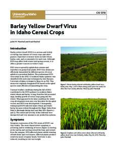 CISBarley Yellow Dwarf Virus in Idaho Cereal Crops Juliet M. Marshall and Arash Rashed