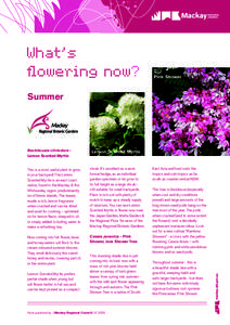 What’s flowering now? Pink Shower  Summer