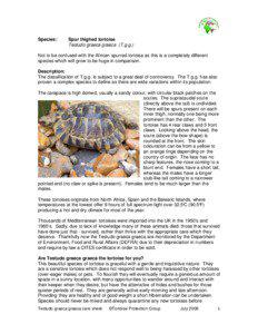 Species:  Spur thighed tortoise