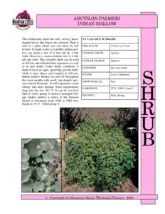 ABUTILON PALMERI INDIAN MALLOW This herbaceous shrub has soft, velvety, heartshaped leaves that beg to be caressed. Plant it next to a patio where you can enjoy its soft texture. If ample water is available, Indian mallo