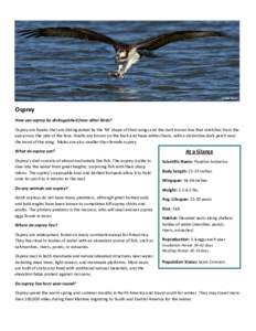 Birds of prey / Birds of Western Australia / Accipitriformes / Osprey / Bird of prey / Biota / Nest / Great horned owl / Hawk / Ospreys in Britain / Eurasia