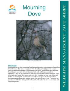 Game birds / Zenaida / Mourning Dove / Columbidae / Bird nest / Bird / Feral Pigeon / Diamond Dove / Columbiformes / Zoology / Ornithology