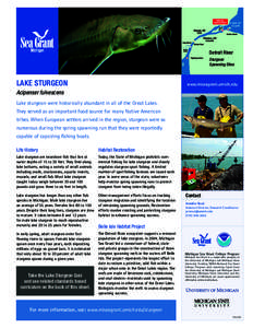 Detroit River Sturgeon Spawning Sites Lake sturgeon