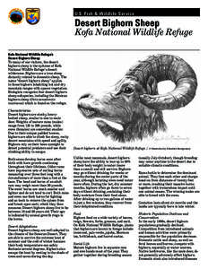 U.S. Fish & Wildlife Service  Desert Bighorn Sheep Kofa National Wildlife Refuge Kofa National Wildlife Refuge’s