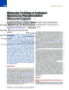 Molecular Profiling of Activated Neurons by Phosphorylated Ribosome Capture