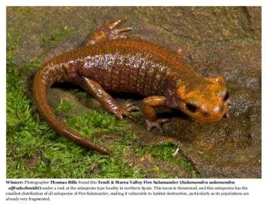 Winner: Photographer Thomas Bille found this Tendi & Marea Valley Fire Salamander (Salamandra salamandra alfredschmidti) under a rock at the subspecies type locality in northern Spain. This taxon is threatened, and this 